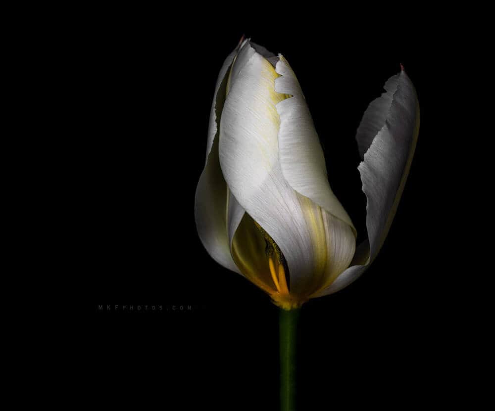 Photo from the article “Creative Conversations with Fine Art Still Photographer Melanie Kern-Favilla”